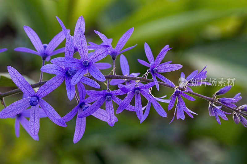 Petrea volubilis(女王的花环/砂纸藤)。